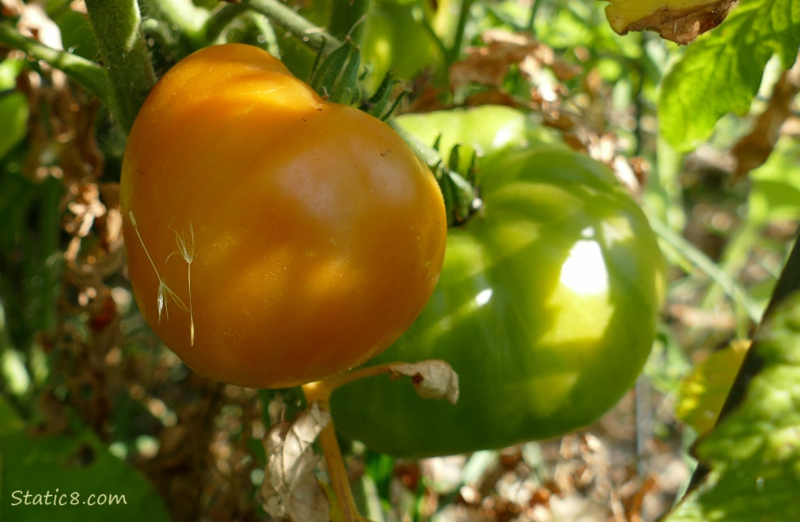 Tomato ripening on the vine