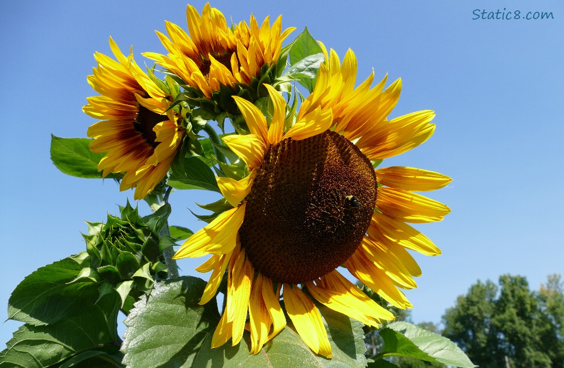 Several sunflower blooms and the blue sky