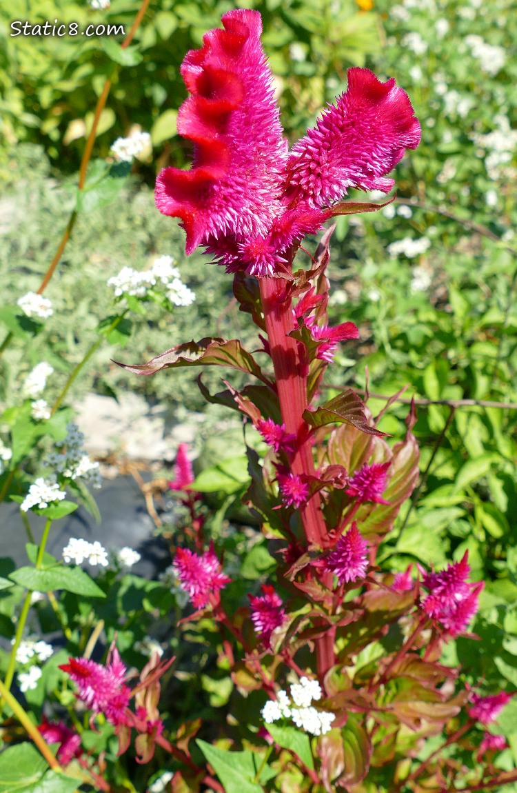 Bright pink amaranth bloom