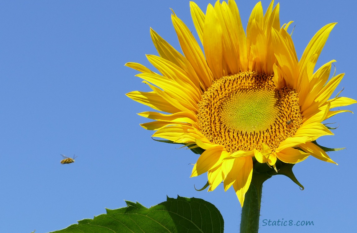 Sunflower and blue sky