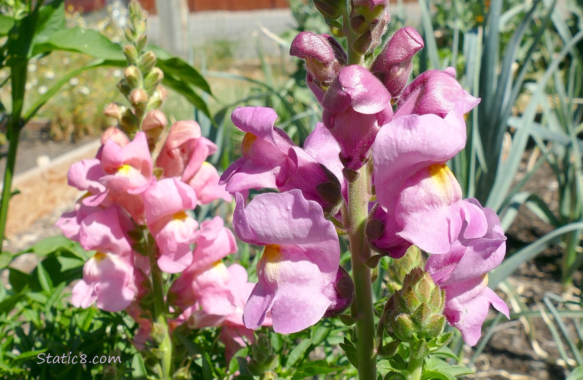 Pink Snap Dragons