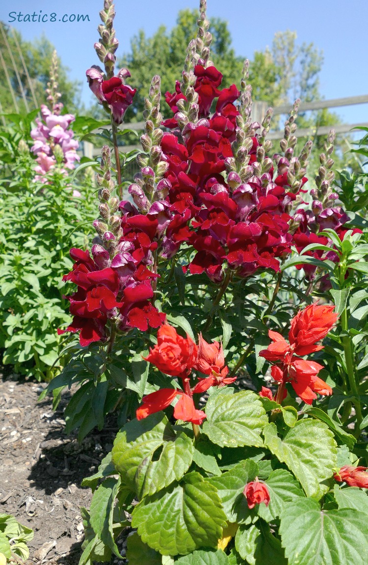 Red Snap Dragons and Orange Salvia blooms