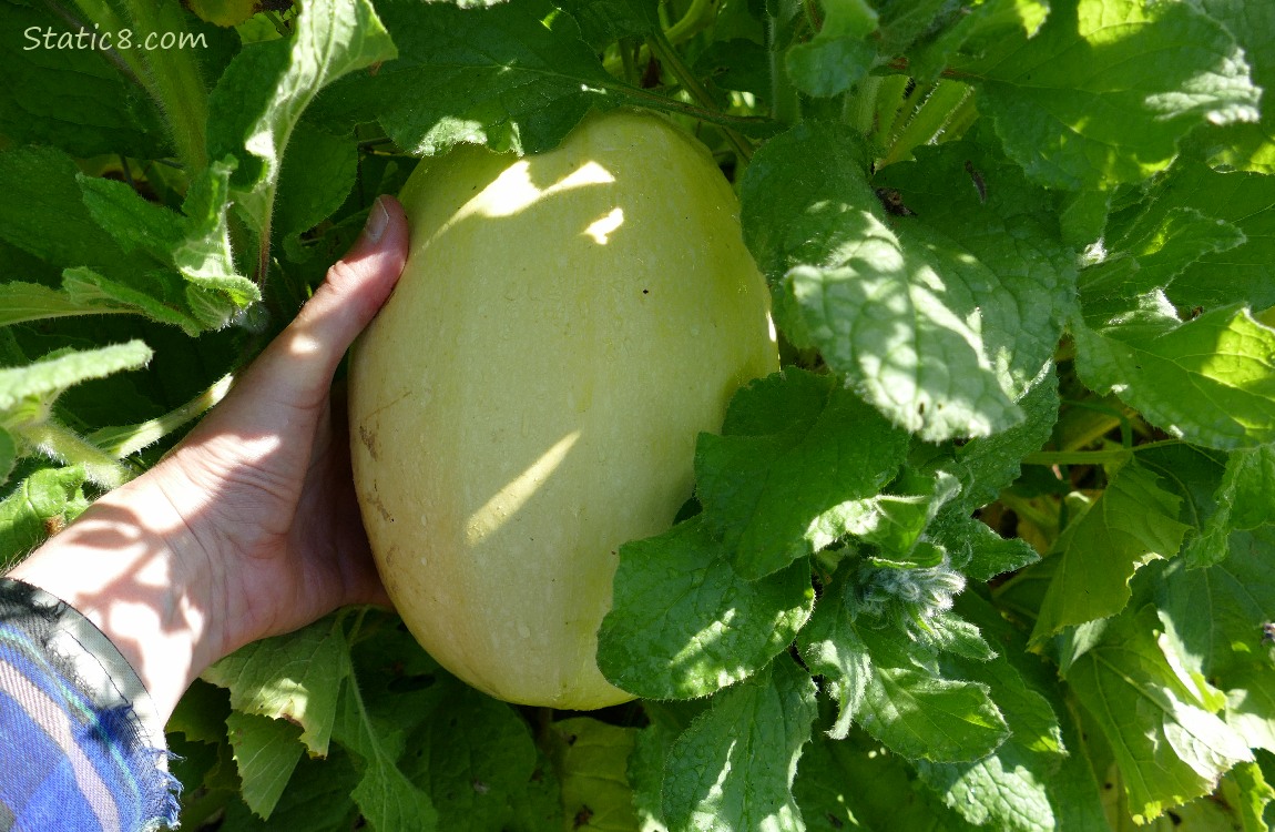 Spaghetti Squash on the vine held by hand for size comparison