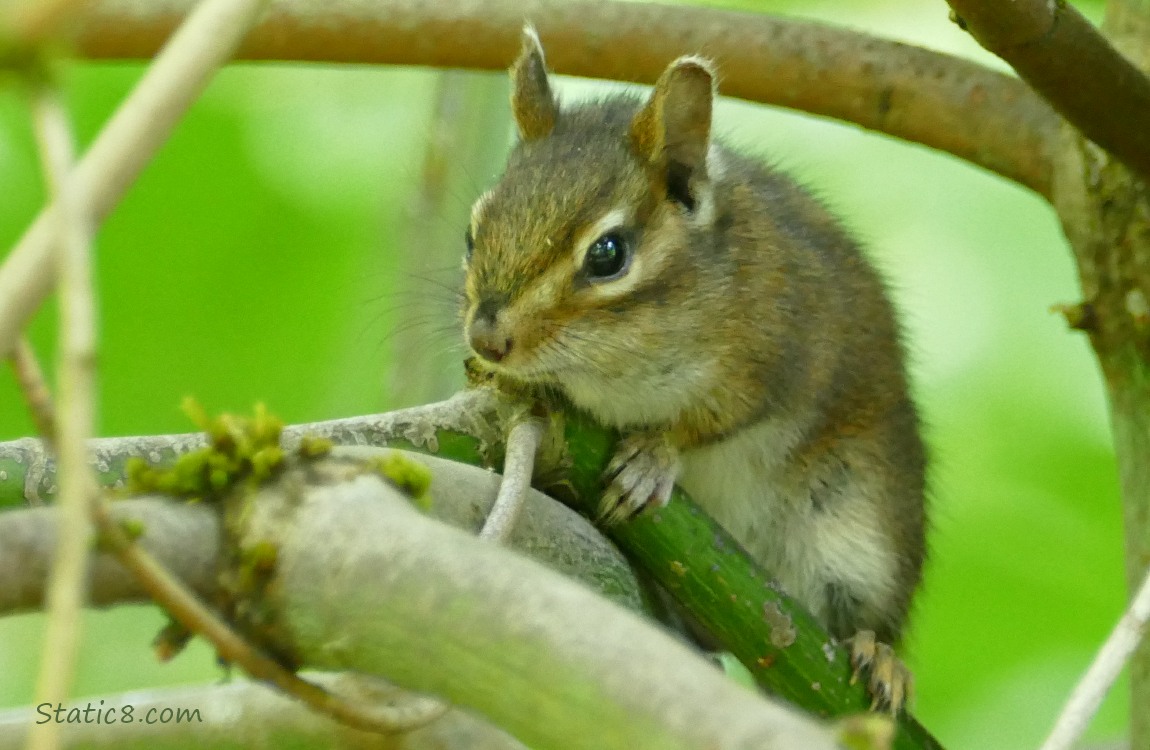 Chipmunk standing on a branch