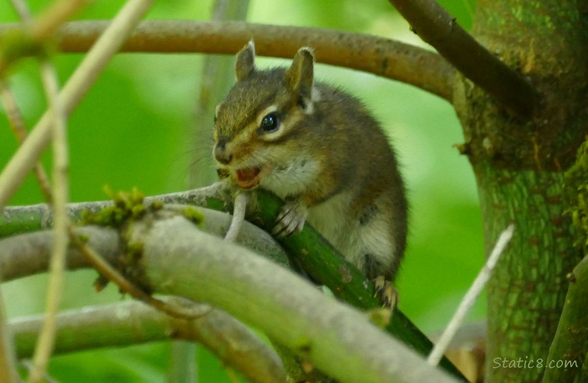 Chipmunk standing on a branch, yelling