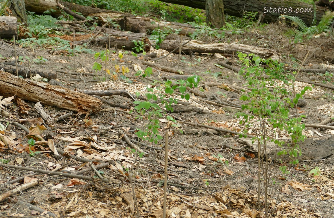 Forest floor