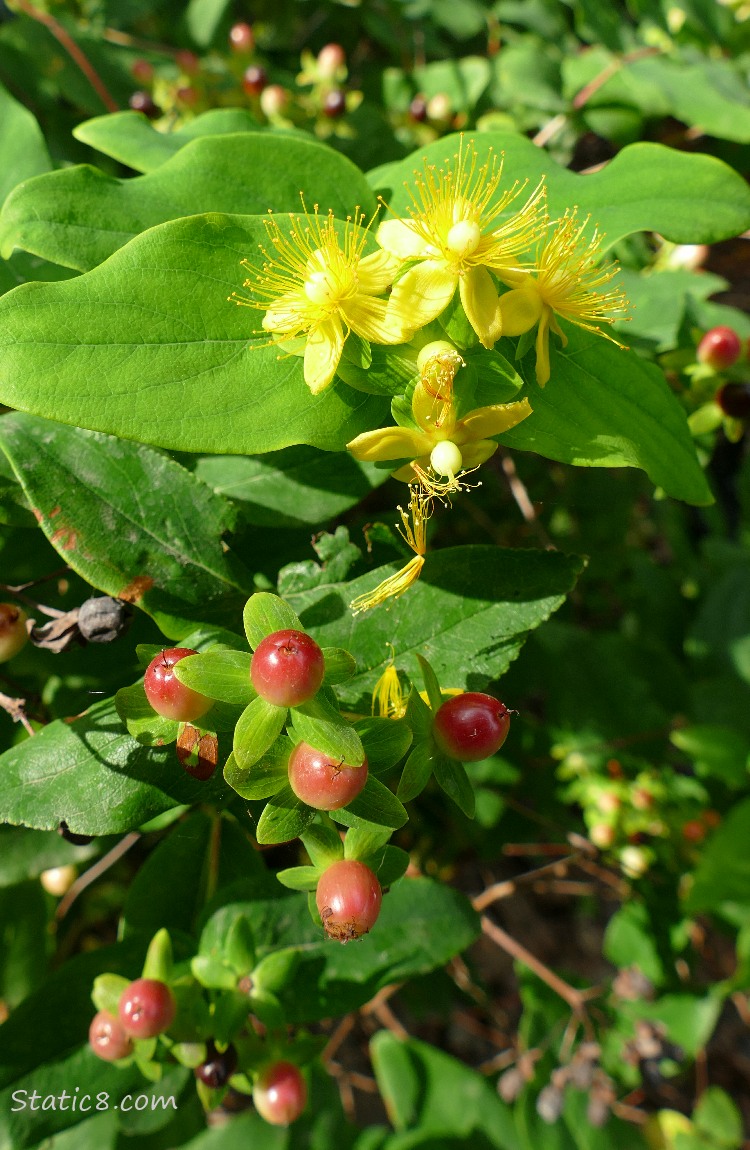 Sweet Amber blossoms and berries