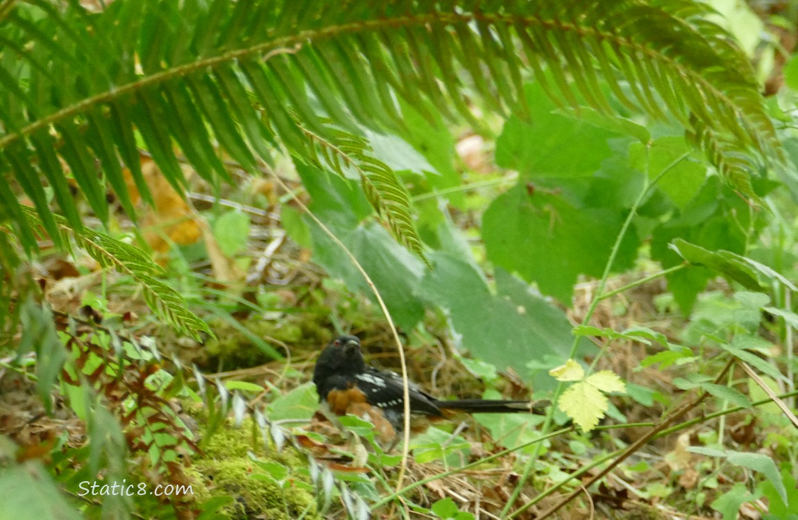 Towhee under a fern