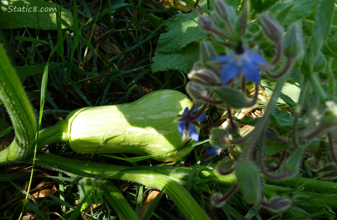 Butternut growing on the vine