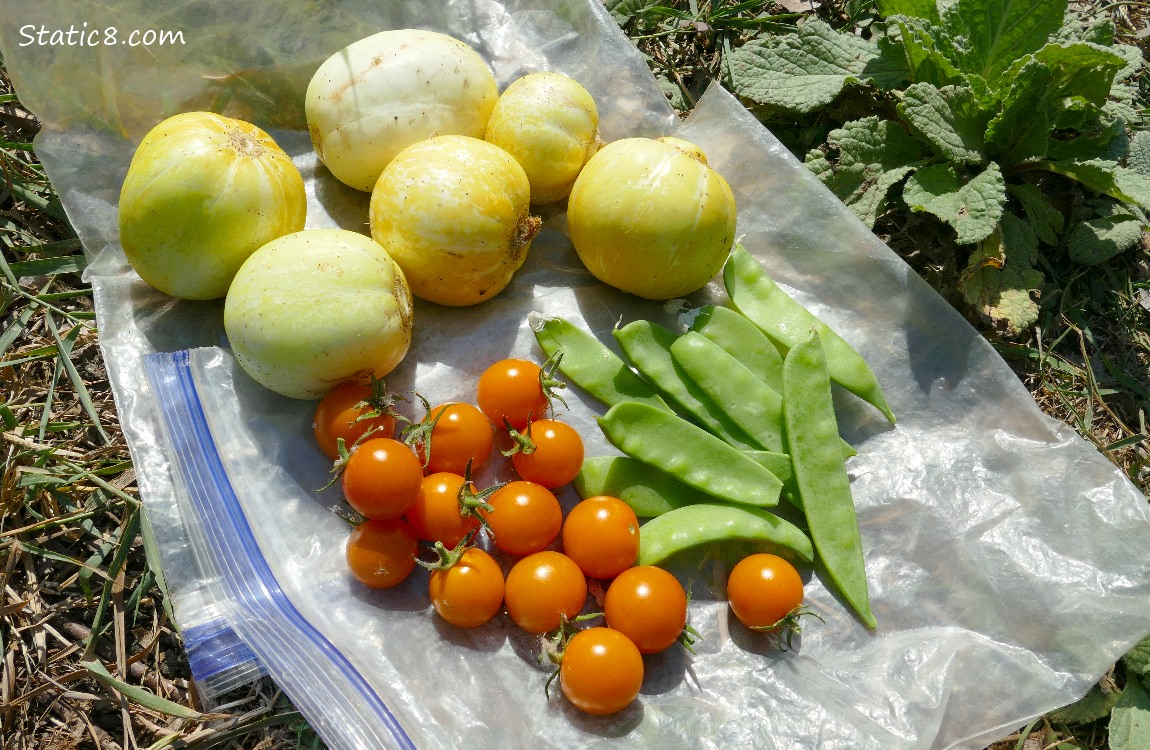 todays harvest