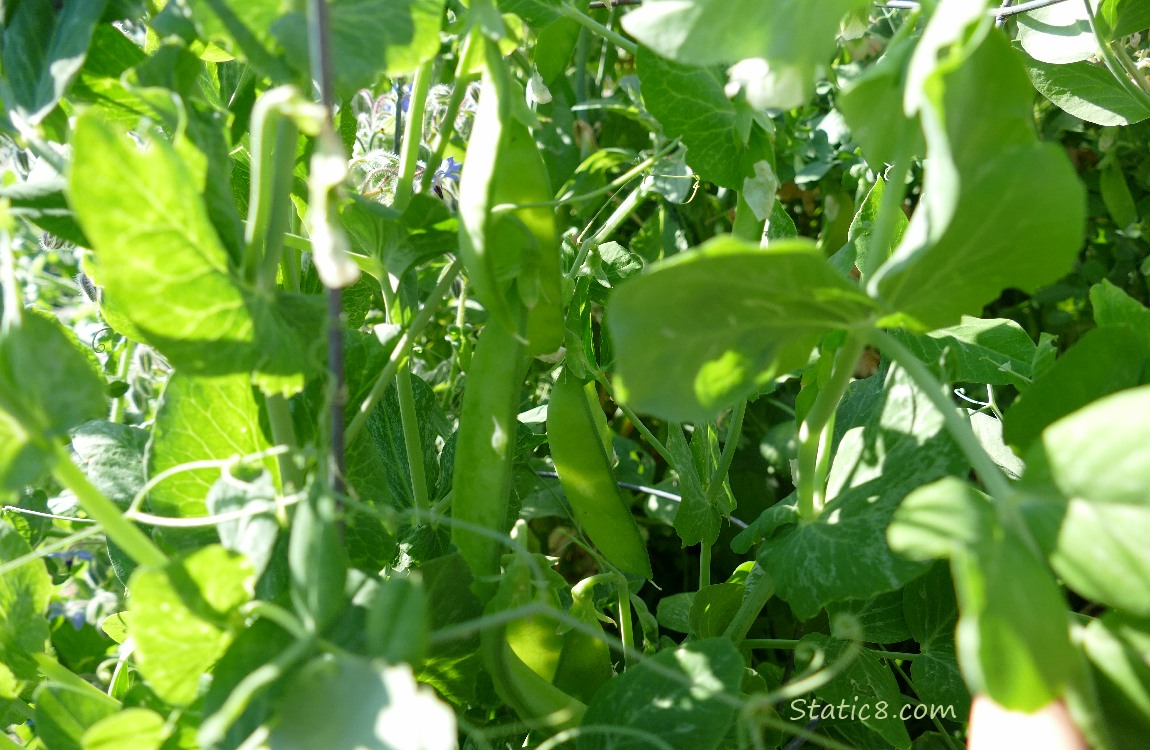 Sugar Snap Peas on the vine