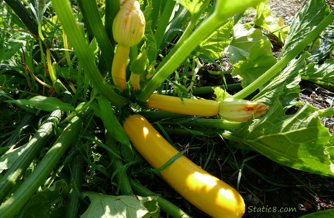 Zucchini squashes growing on the plant