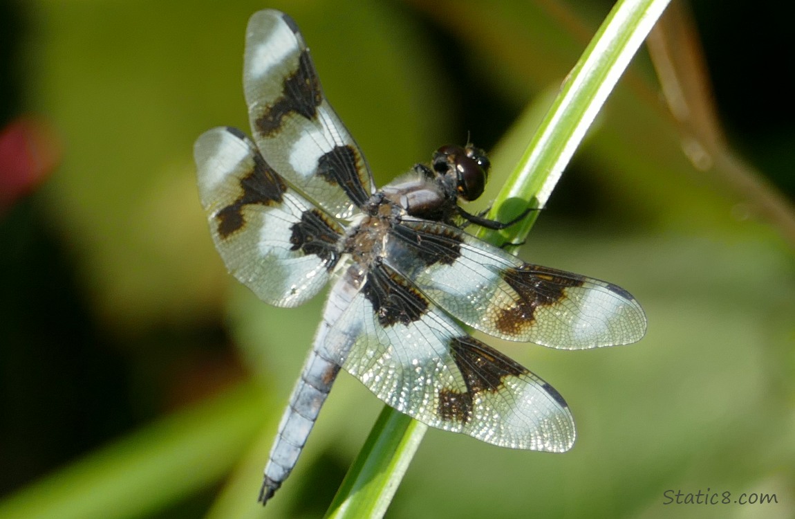 Eight Spot Skimmer dragonfly standing on a blade of grass