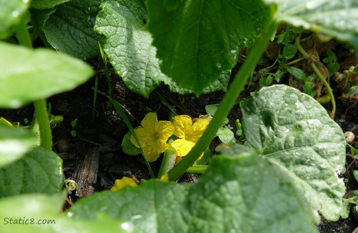 Cucumber Blossoms