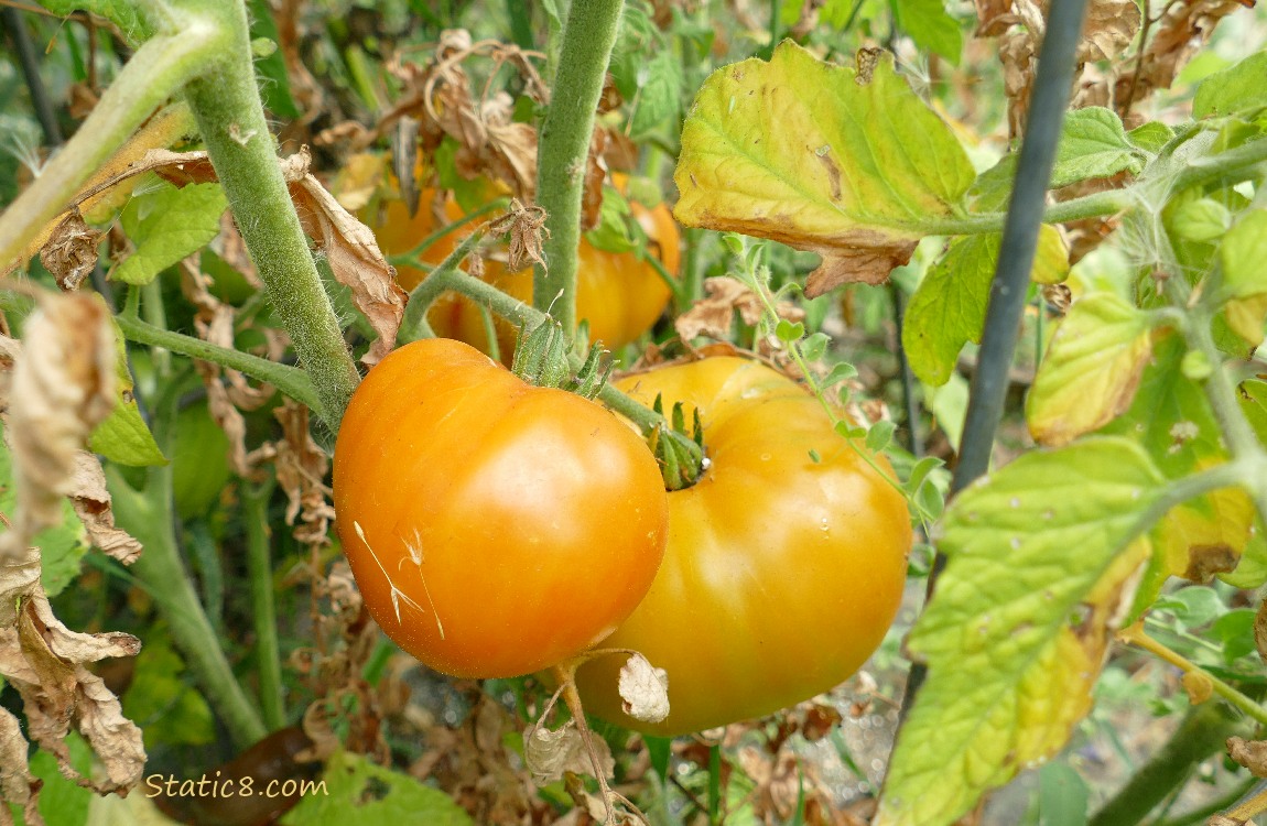 Tomatoes ripening on the vine