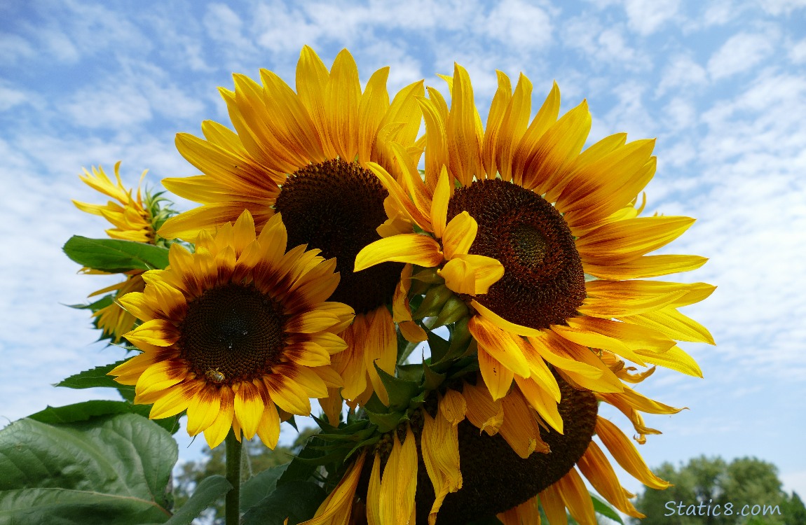 Sunflower blooms