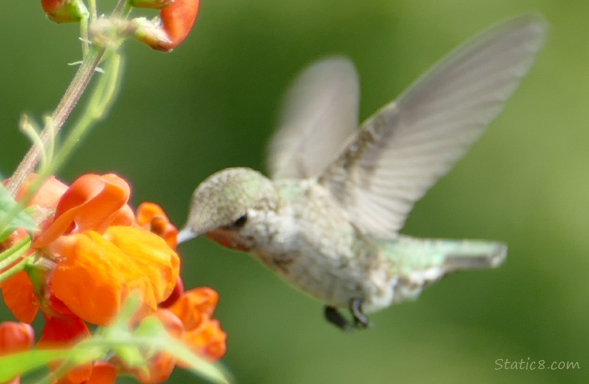 Anna Hummingbird hovering at a bean bloom