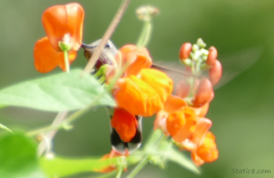 Anna Hummingbird hovering behind some bean blooms