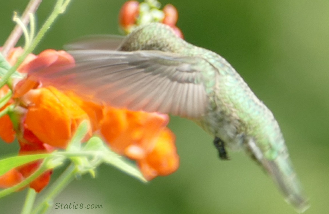 Anna Hummingbird hovering at bean blooms