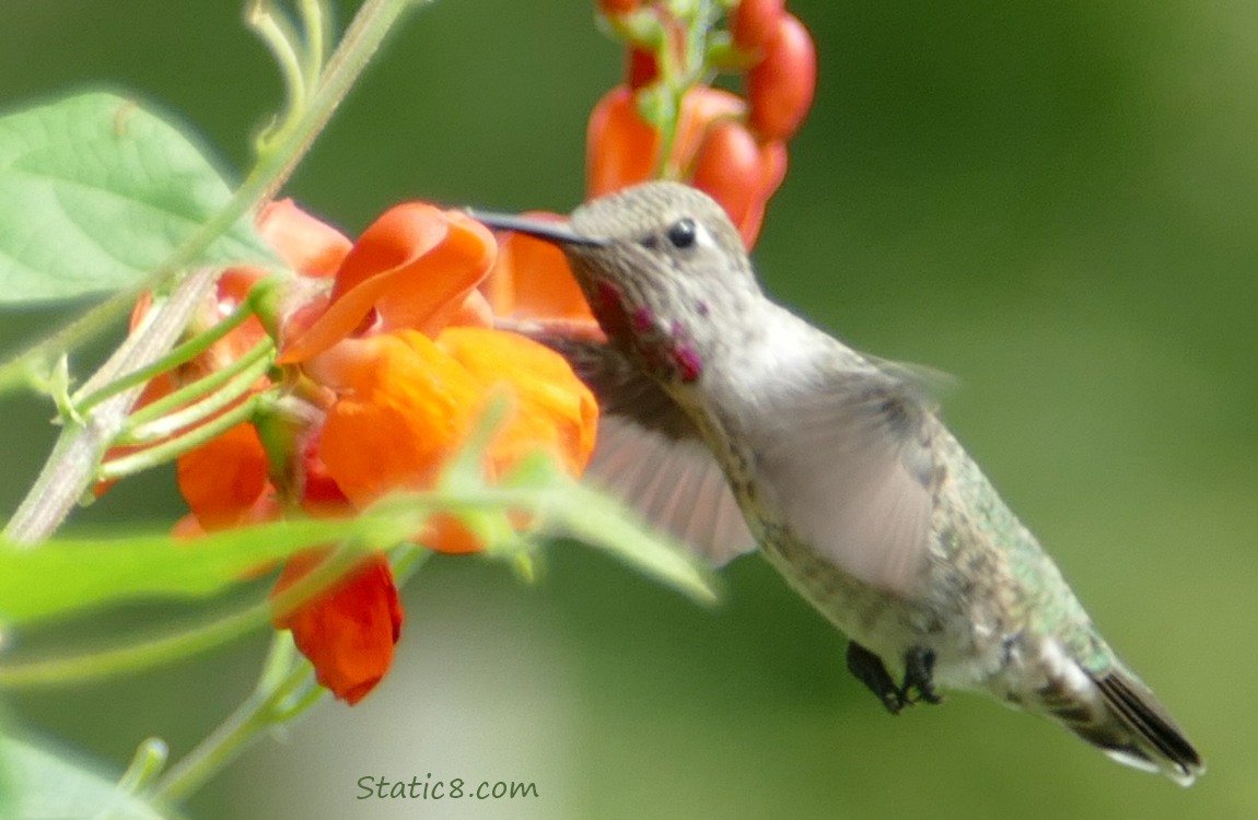 Anna Hummingbird hovering at bean blooms