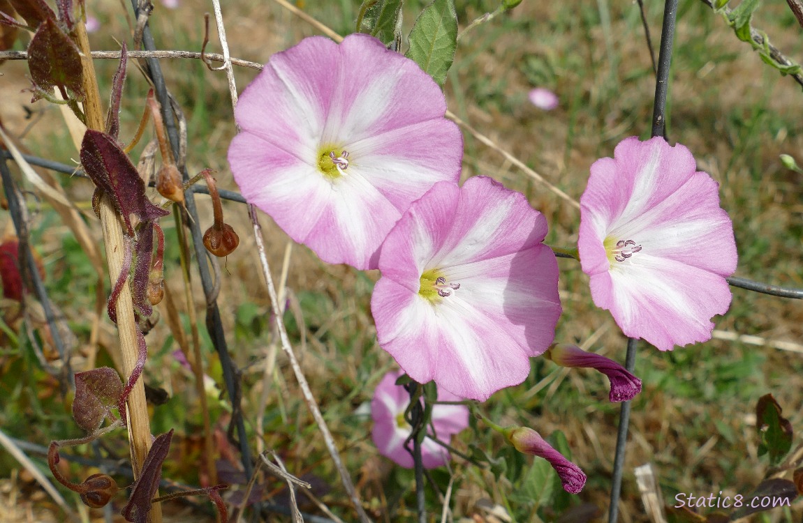 pink bindweed blooms