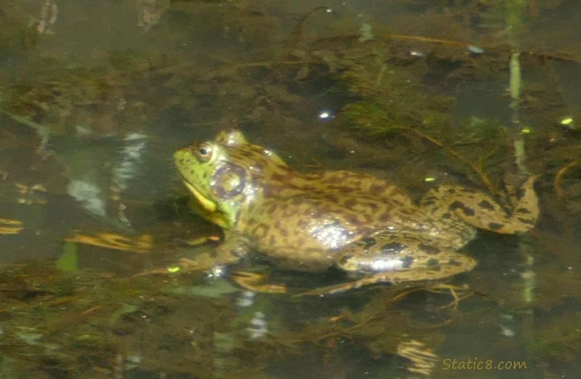 Bull Frog floating in the creek