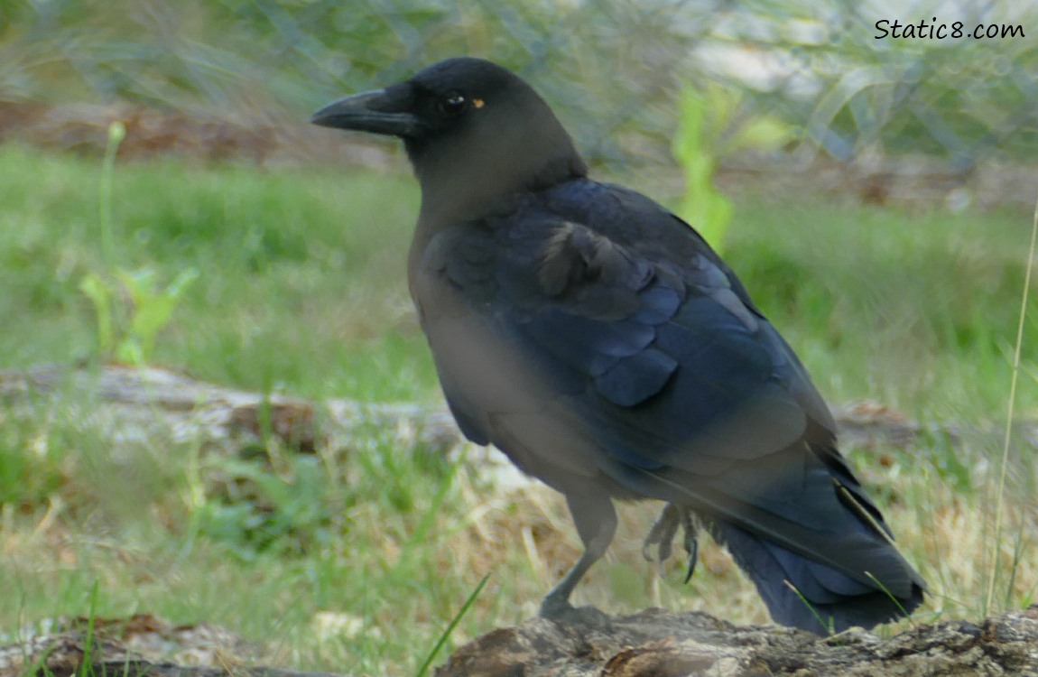 Crow standing on the ground