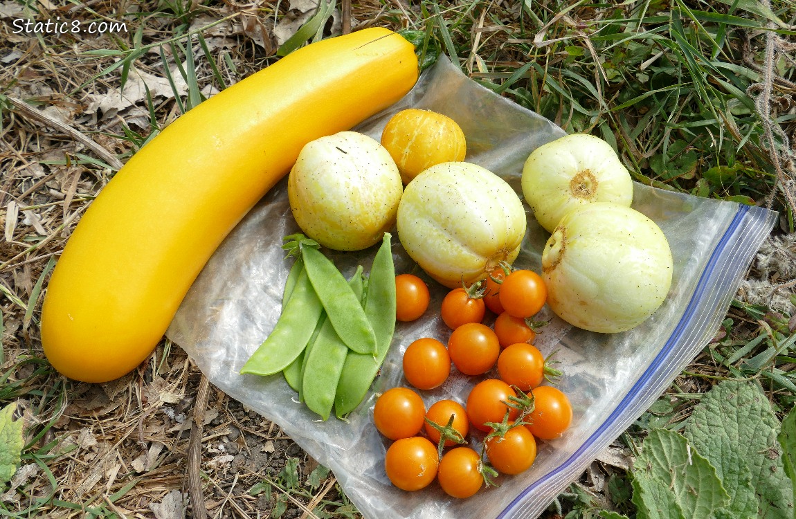 harvested veggies