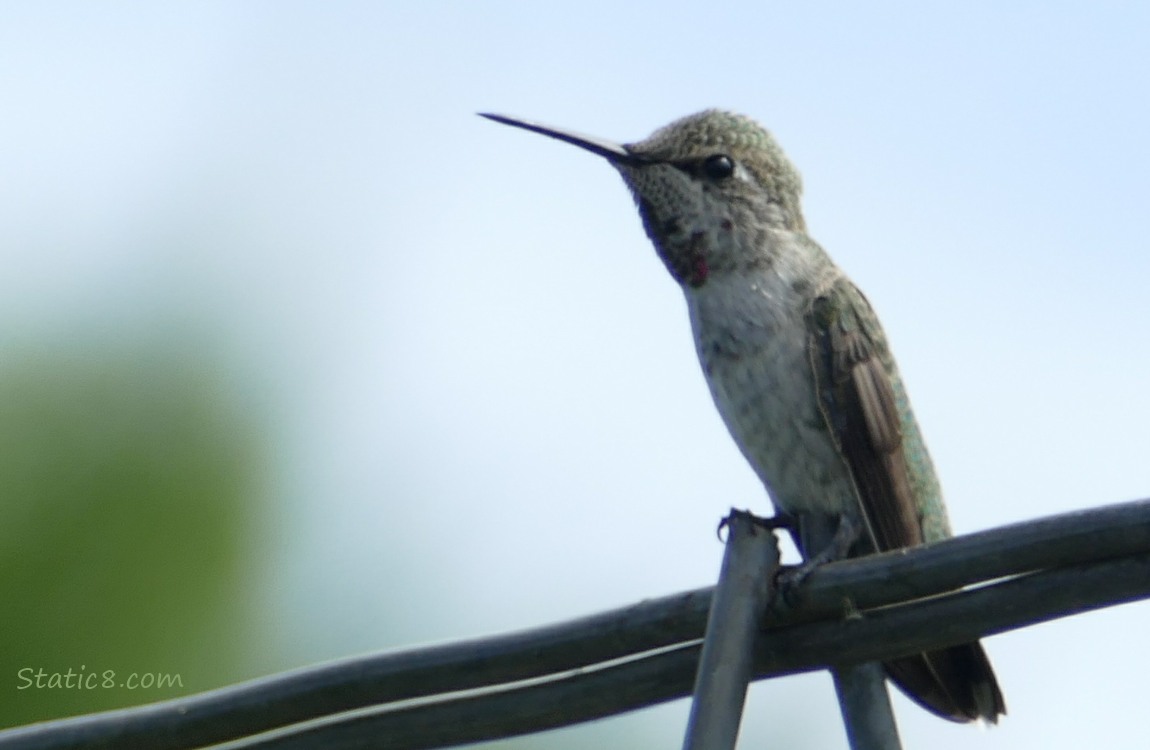 female Anna Hummingbird standing on a wire trellis