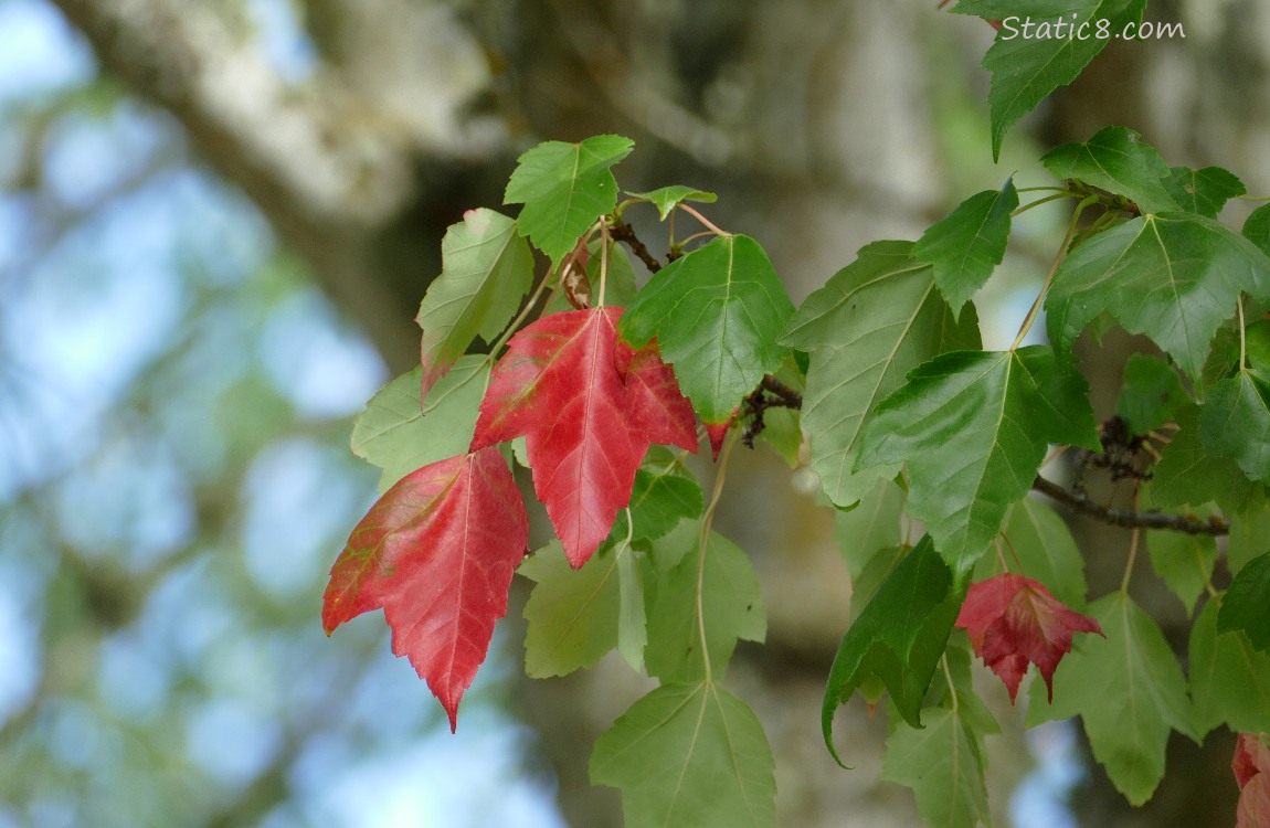 Red Maples leaves turned red, surrounded by green leaves