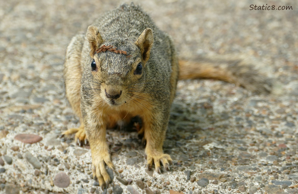 Eastern Fox Squirrel standing on the sidewalk