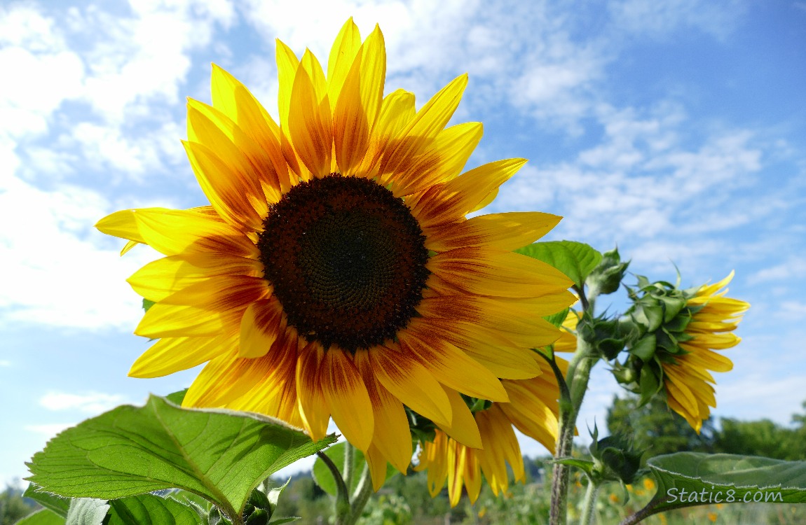 Sunflower blooms