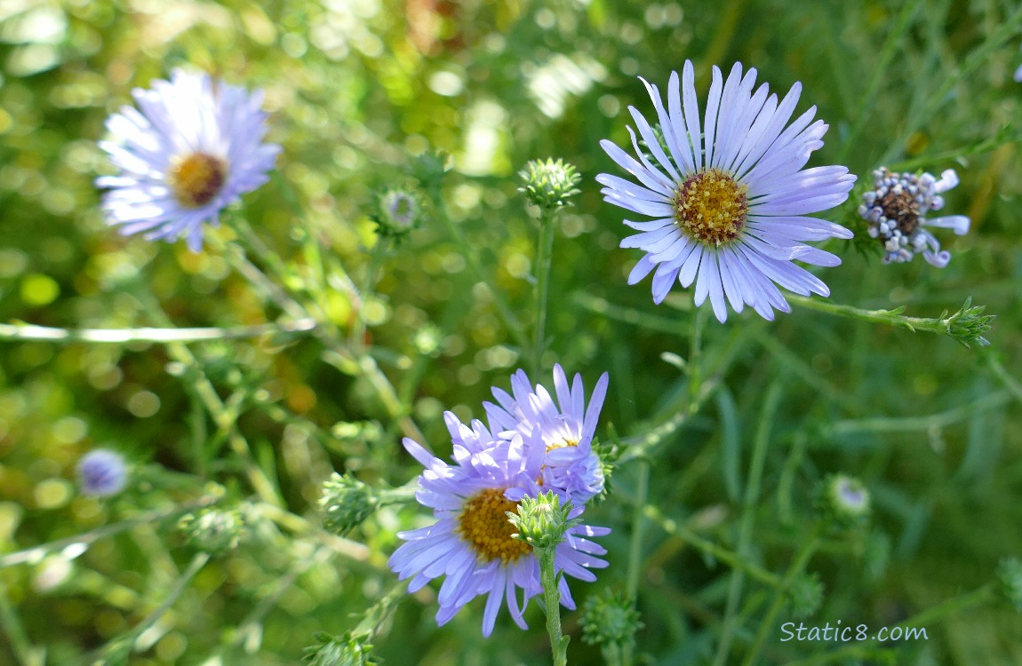 Asters