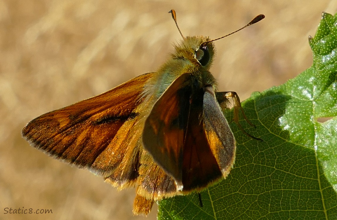 Woodland Skipper butterfly standing on a leaf