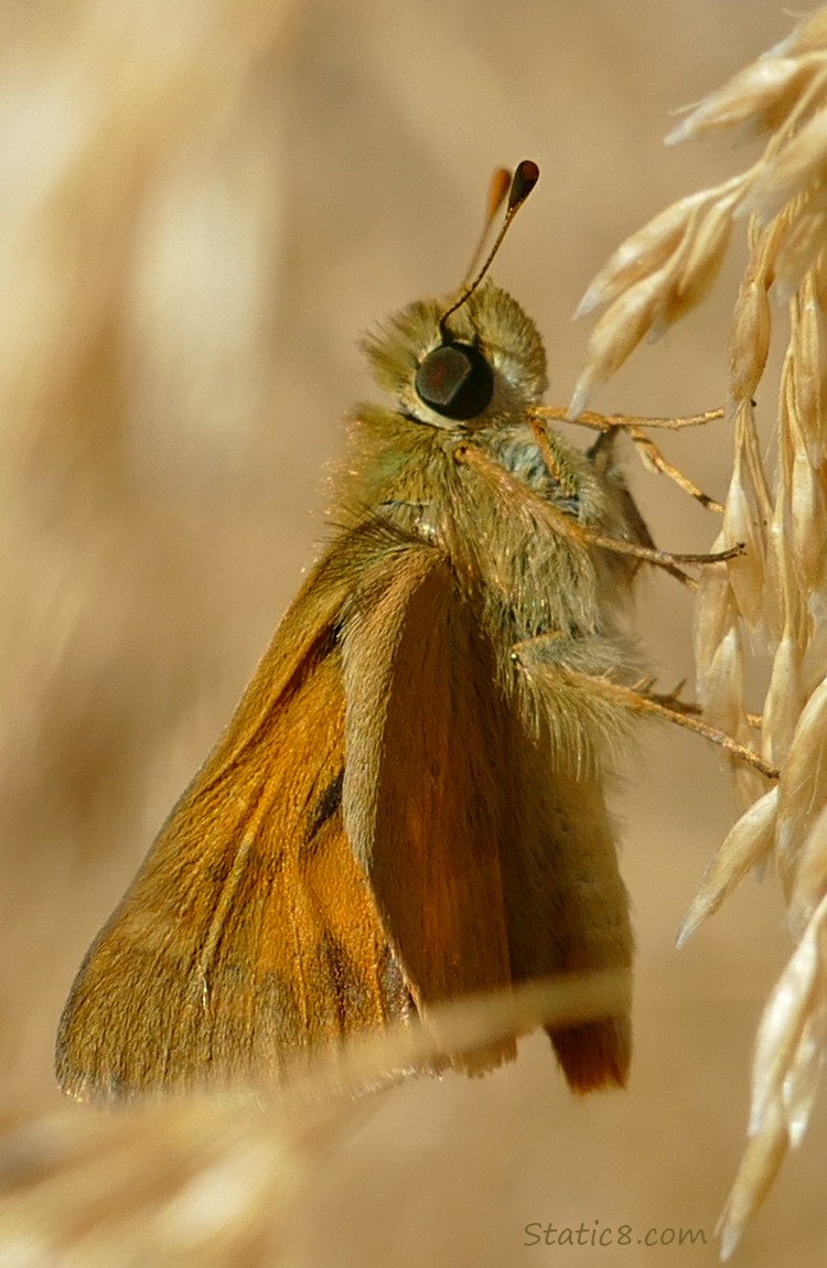 Woodland Skipper butterfly standing on a leaf