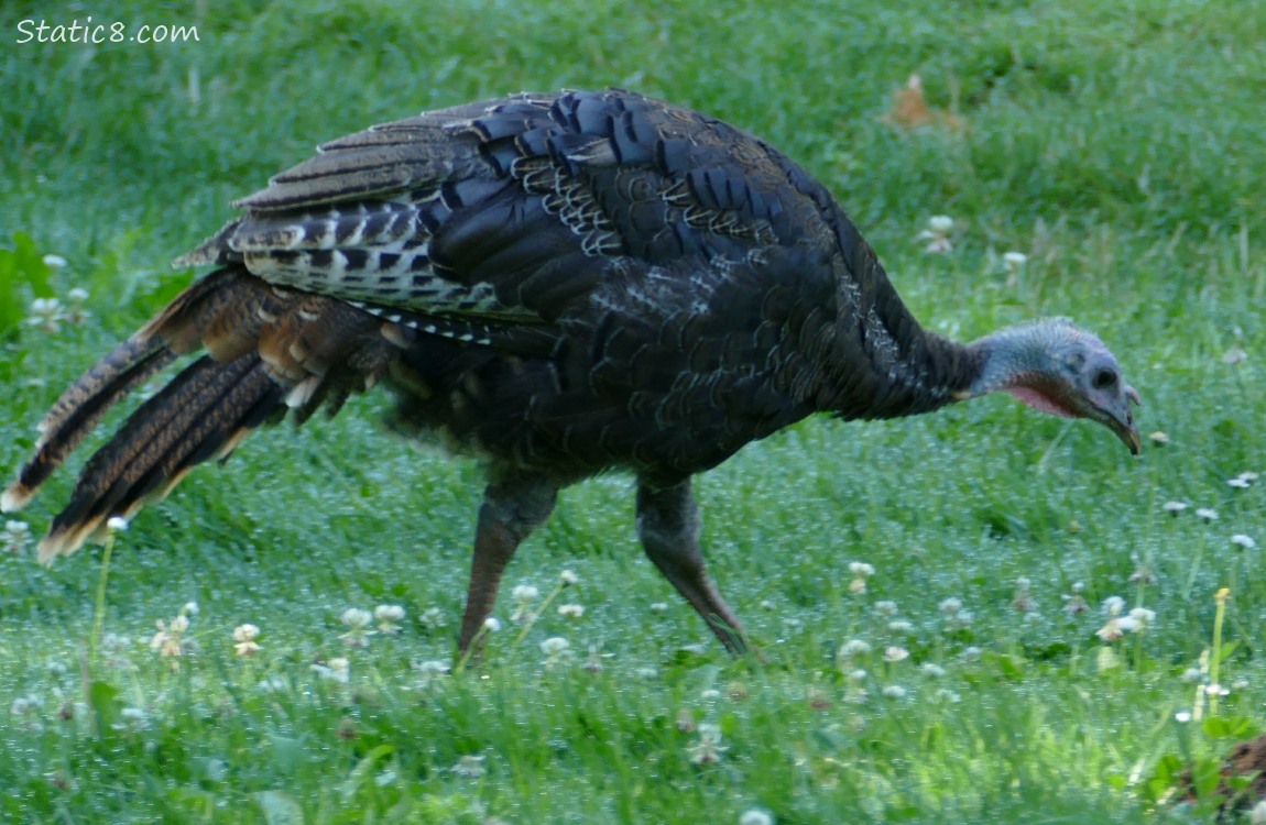 Young wild turkey, walking in the grass