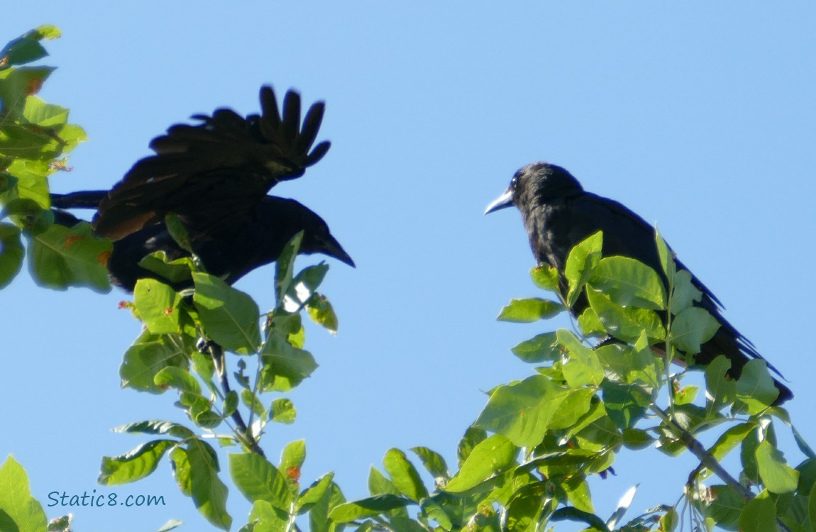 two crows