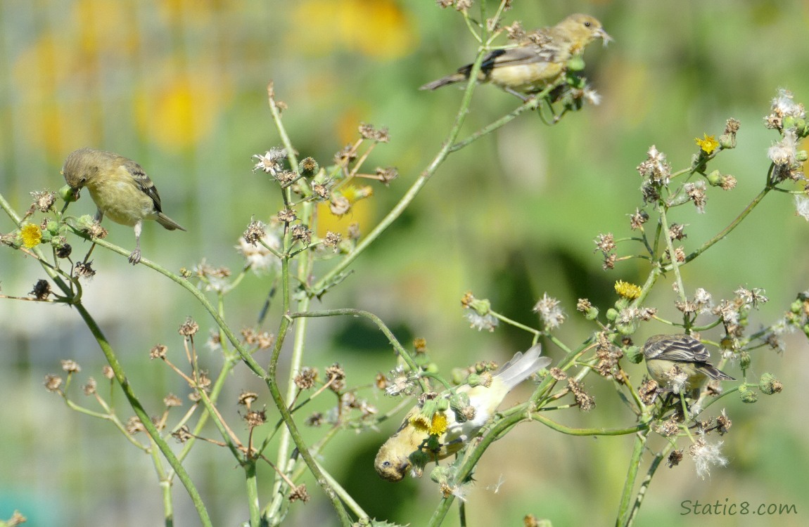 Lesser Goldfinches on twigs of nipplewort