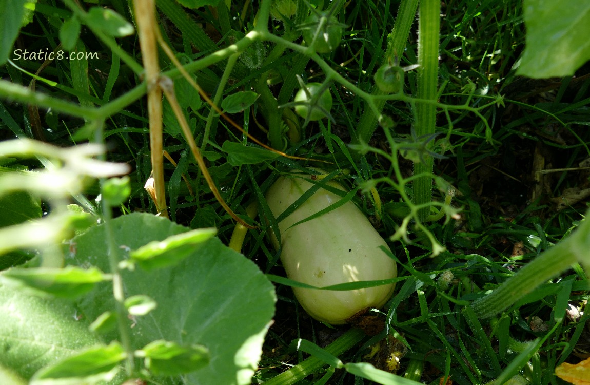 butternut on the vine