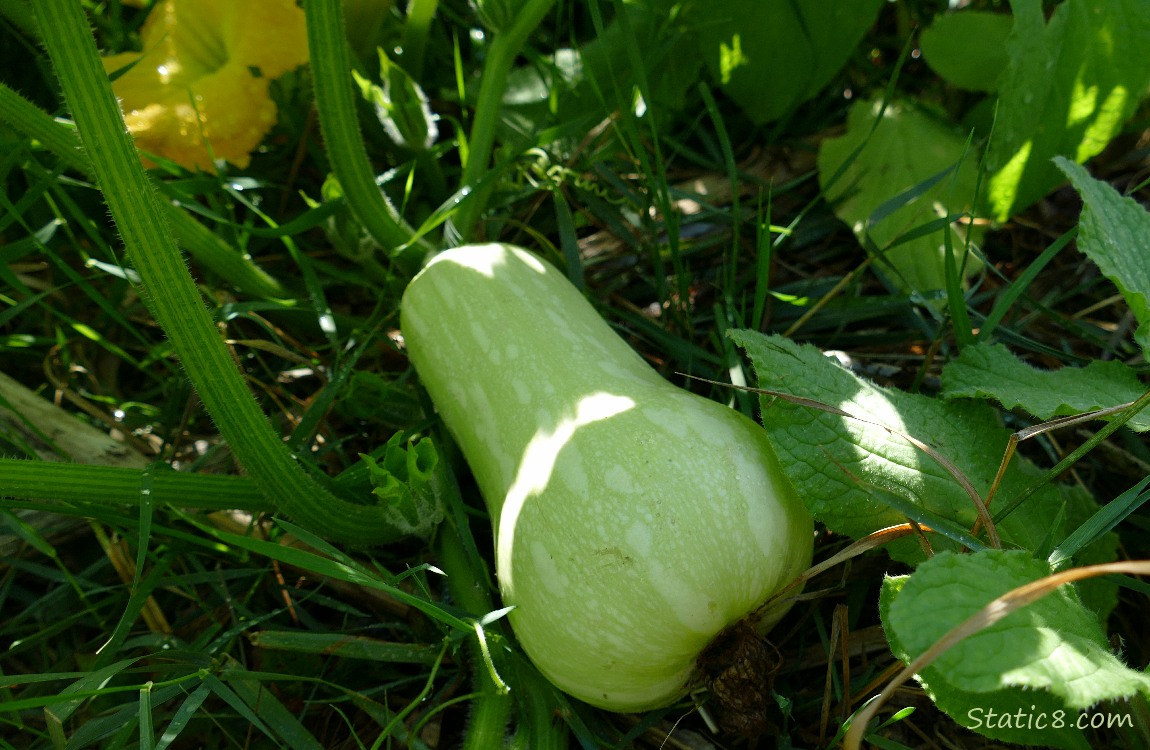 butternut on the ving