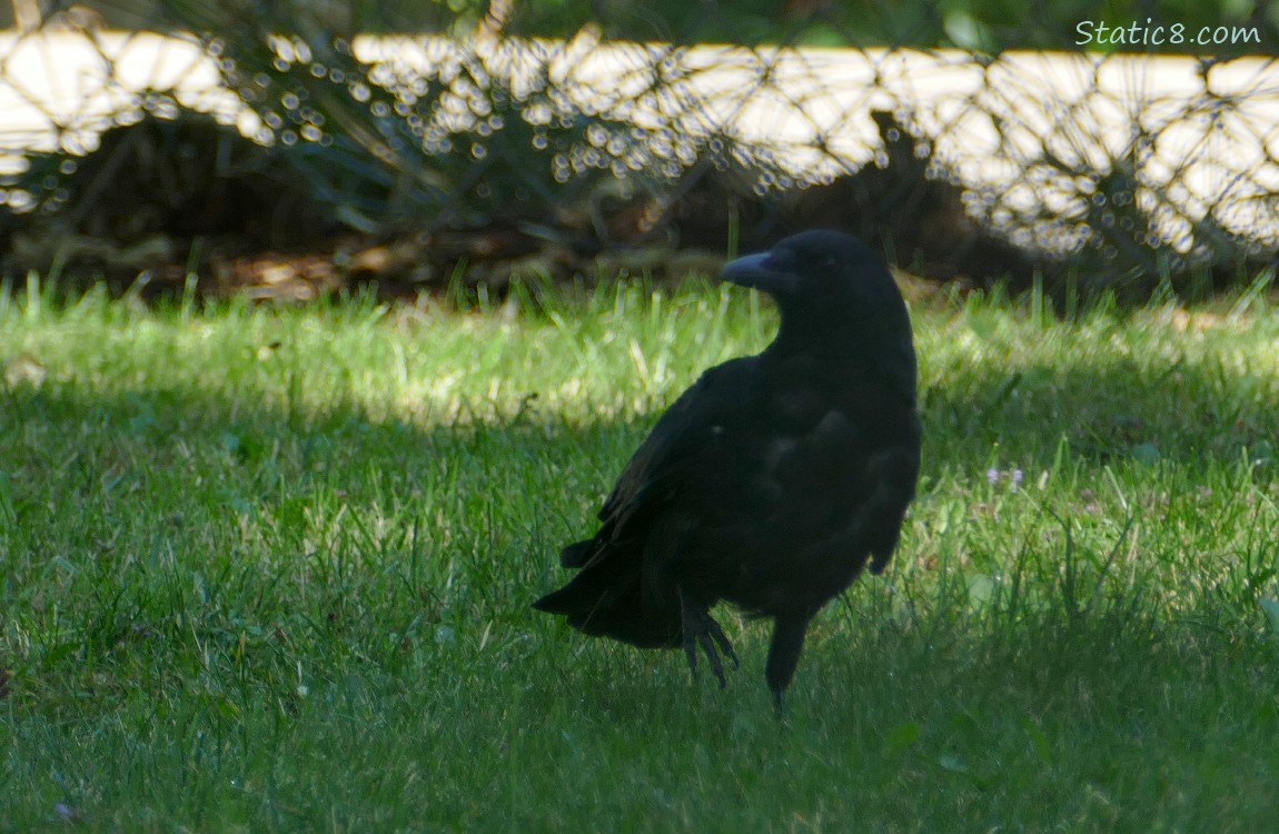 Crow standing in the grass