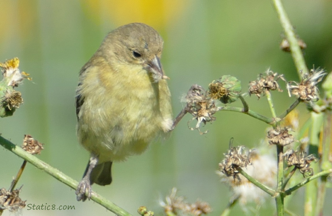 Lesser Goldfinch with legs split between two twigs