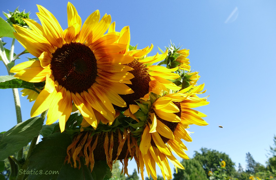 Sunflower blooms