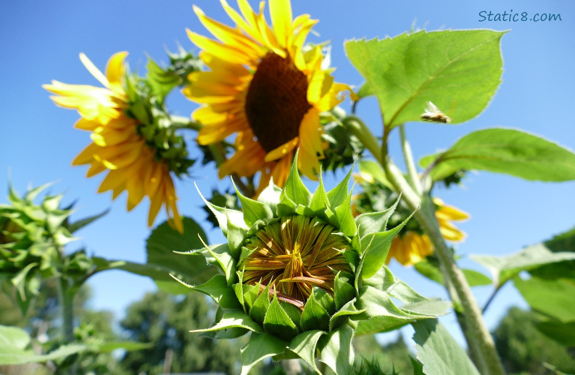 Sunflower blooms