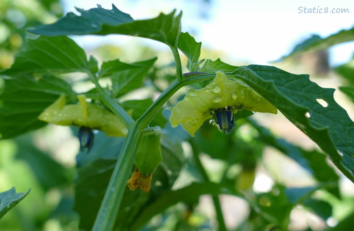 Tomatillo blooms