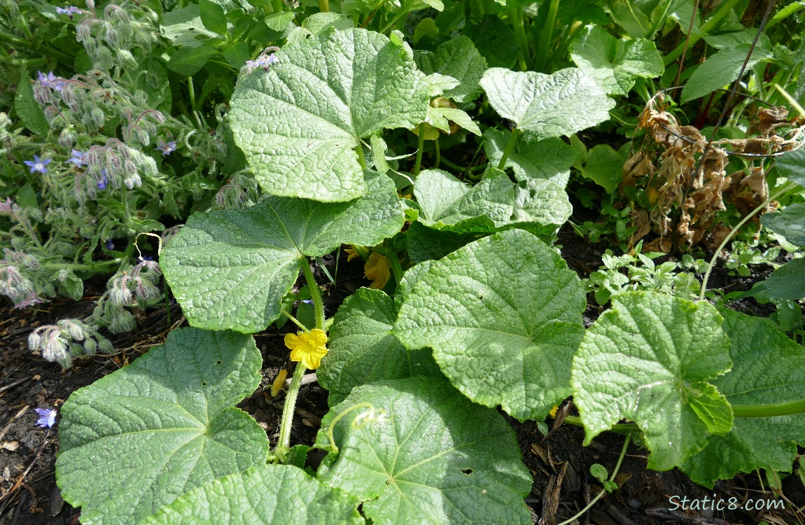 Cucumber plant