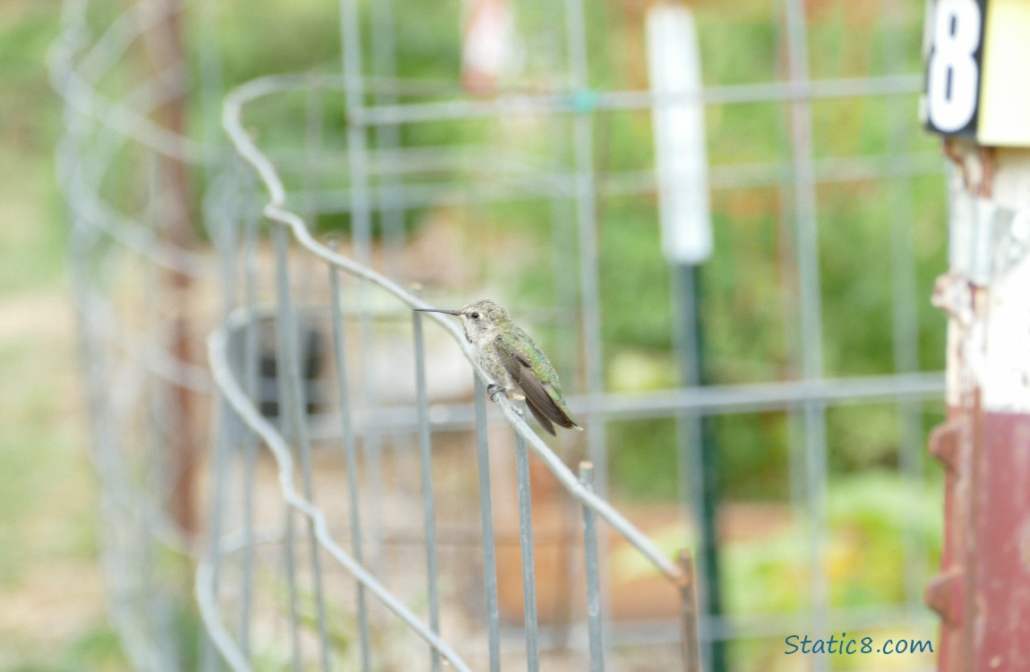 female Anna Hummingbird standing on a wire trellis