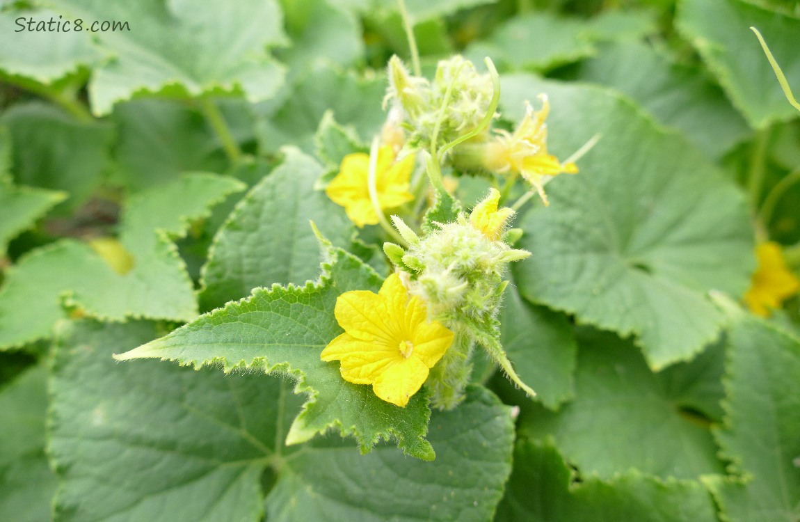 Lemon Cucumber blooms