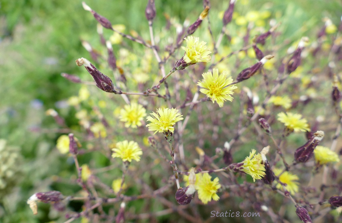 Lettuce blooms