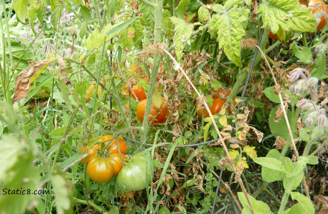 Tomatoes ripening on the vine